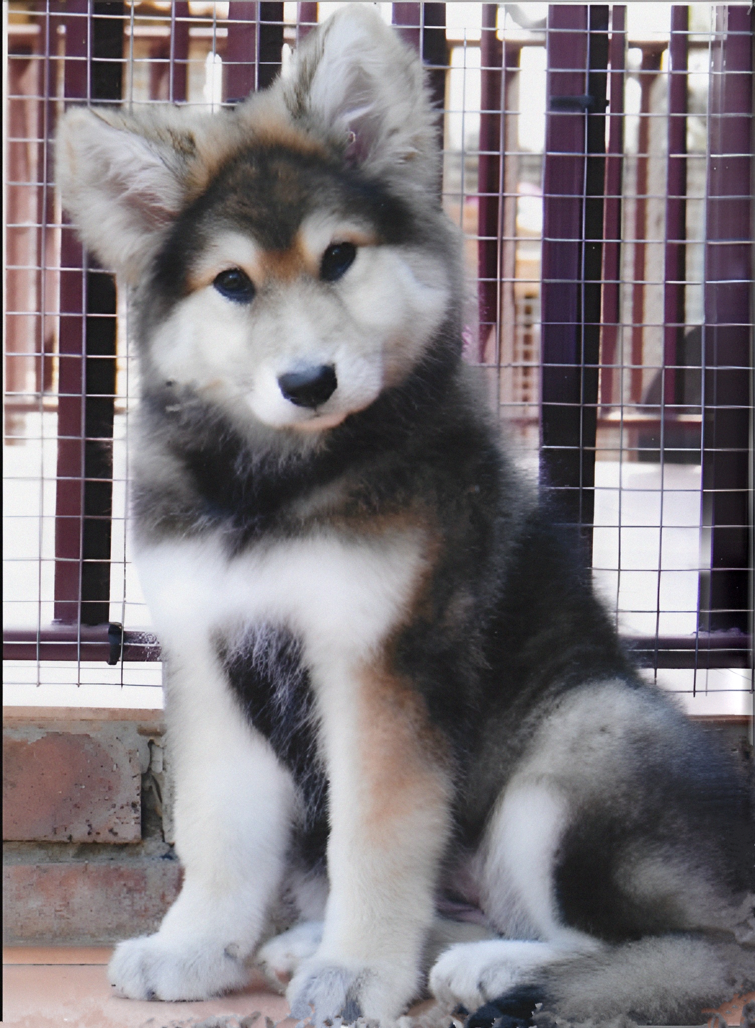 Wolf-Hybrid Physical Characteristics